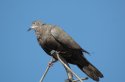 Dark Collared Dove