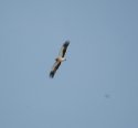 Booted Eagle (light phase)