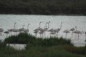 Greater Flamingo