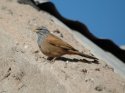 House Bunting