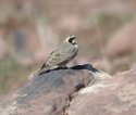 Horned Lark