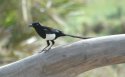 Moroccan Magpie