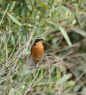 Moussier's Redstart