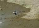 Moroccan Wagtail