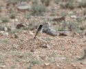 Red Rumped Wheatear