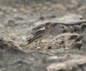 Stone Curlew