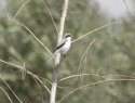 Southern Grey Shrike