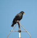 Spotless Starling