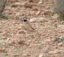 Temminck's Horned Lark