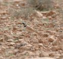 Temminck's Horned Lark