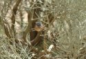 Tristram's Warbler