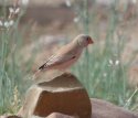 Trumpeter Finch