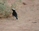 White Crowned Black Wheatear