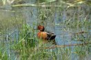 Cinnamon Teal