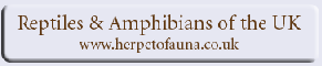 Herpatofauna