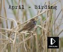 April Video