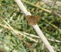 Southern Speckled Wood