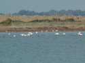 Greater Flamingo's