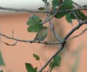 Iberian Chiff Chaff