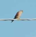 kestrel