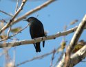 Spotless Starling