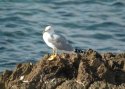 Yellow Legged Gull