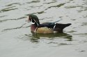 Wood Duck