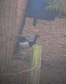 Lady Amherst's Pheasant