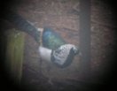 Lady Amherst's Pheasant