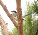 Iberian Azure Winged Magpie 
