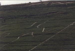 The Long Man from the Road
