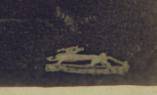 Unknown animal