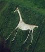 Aerial Photo of the Horse