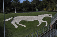 Devizes Minature Horse