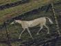 Aerial View of the Horse