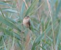 Aquatic Warbler