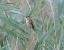 Aquatic Warbler