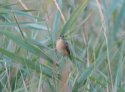 Aquatic Warbler
