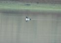 Barrow's Goldeneye