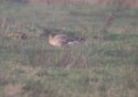 Taiga Bean Goose