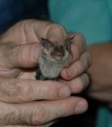 Bechstein's Bat