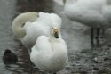 Bewick's Swan