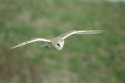 Barn Owl