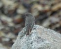 Black Redstart