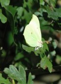 Brimstone