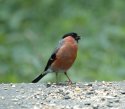 Bullfinch