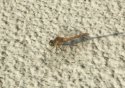 Common Darter