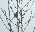 Cirl Bunting