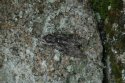 Convolvulus hawk moth