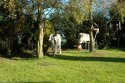 Unexpected Garden Visitors